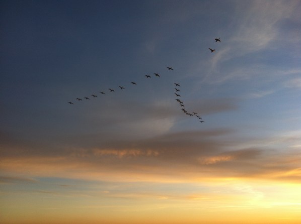 Vögel folgen der Fähre
