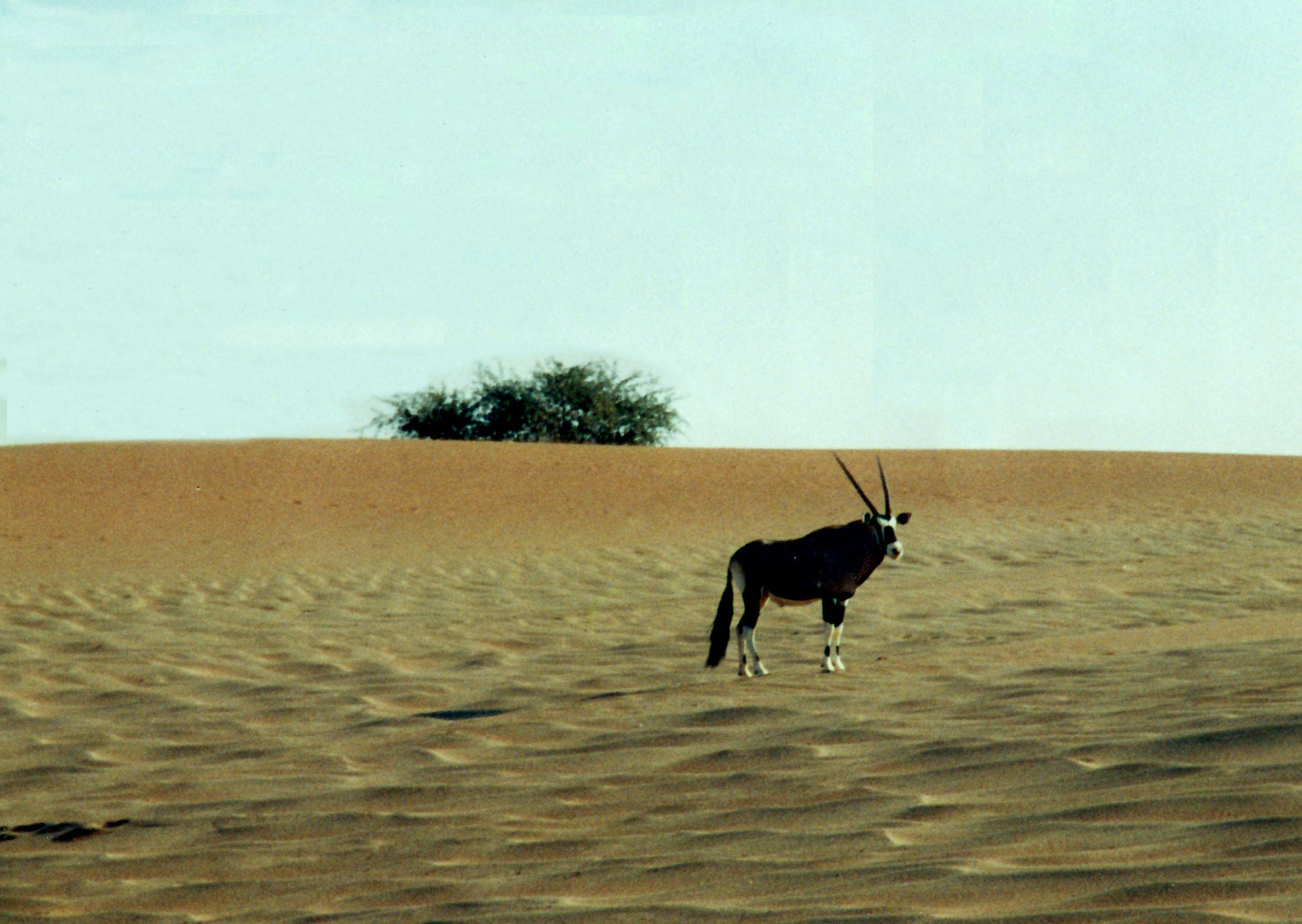 Antelope at Sossusvlei, Namibia