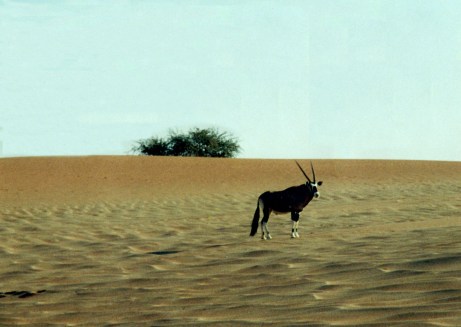Oryx near Sossusvlei, Namibia