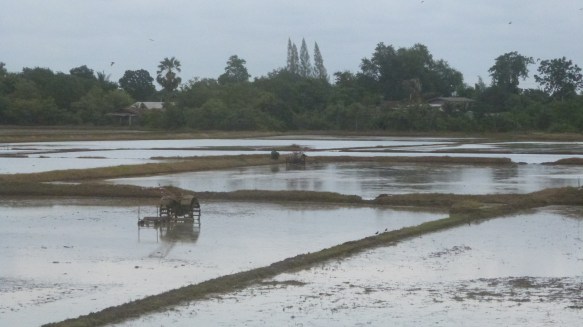 Rice field in Thailand