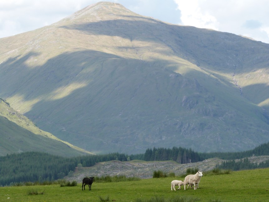 Schafe vor Ben Cruachan, Argyll, Schottland